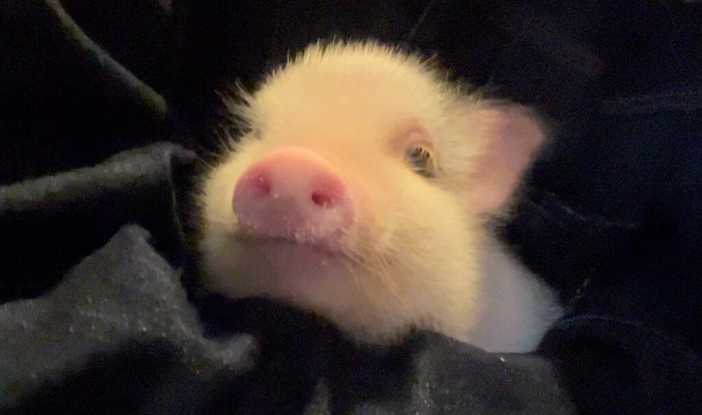 Pignic 小猪艾玛
